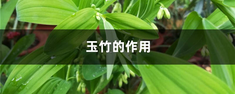 玉竹的作用 玉竹的作用