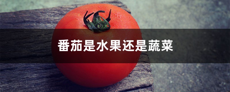 番茄是水果还是蔬菜 番茄是水果还是蔬菜