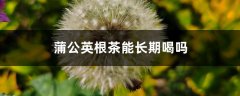 蒲公英根茶能长期喝吗