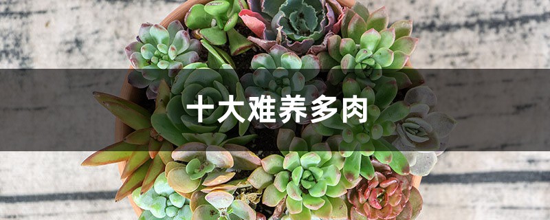 十大难养多肉 十大难养多肉