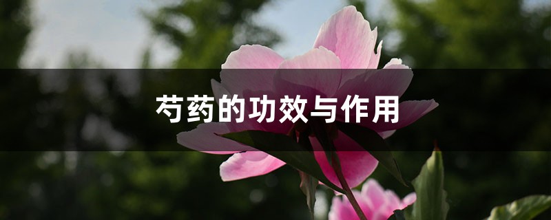 芍药的功效与作用 芍药的功效与作用