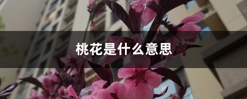 桃花是什么意思 桃花是什么意思