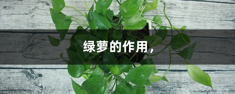 绿萝的作用 绿萝的作用