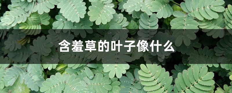 含羞草长什么样 含羞草长什么样