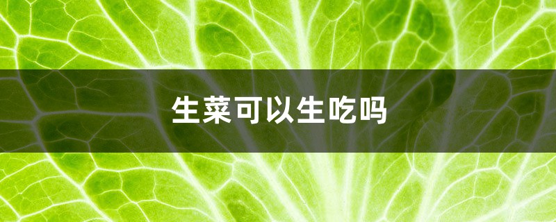 生菜可以生吃吗 生菜可以生吃吗