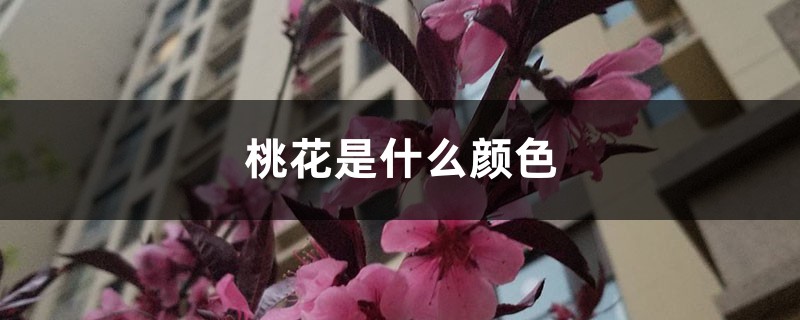 桃花是什么颜色 桃花是什么颜色