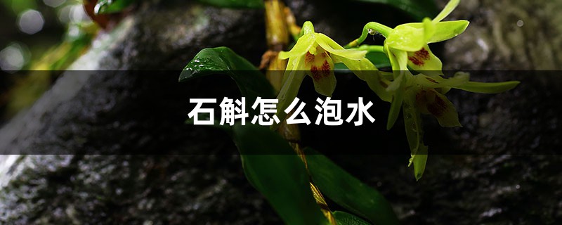石斛怎么泡水 石斛怎么泡水
