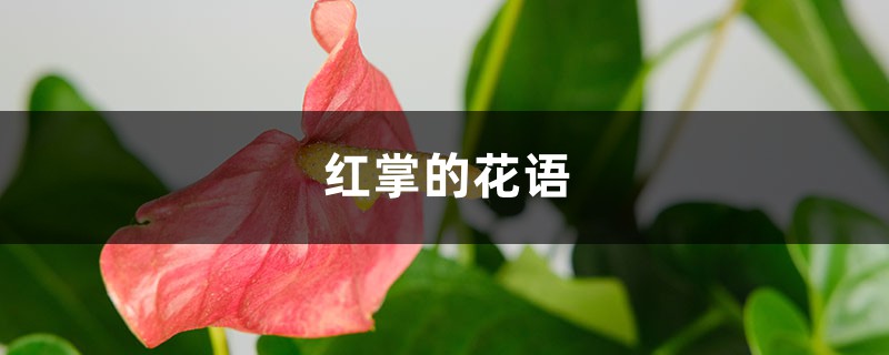 红掌的花语和寓意 红掌的花语和寓意