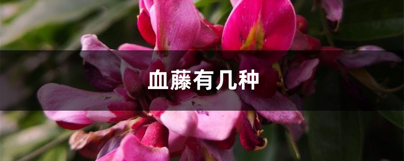 血藤有几种 血藤有几种