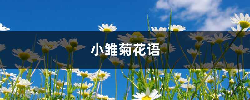 小雏菊花语 小雏菊花语