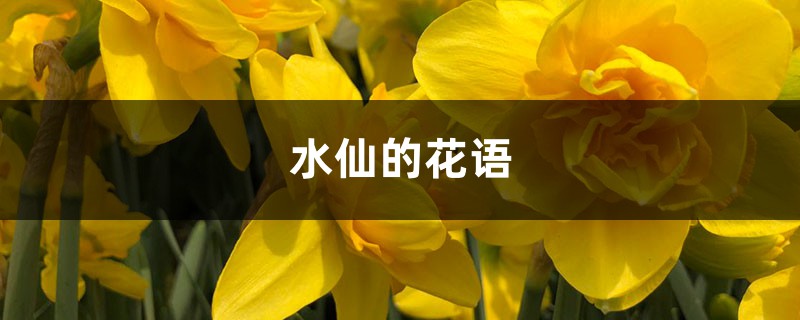 水仙的花语和寓意 水仙的花语和寓意