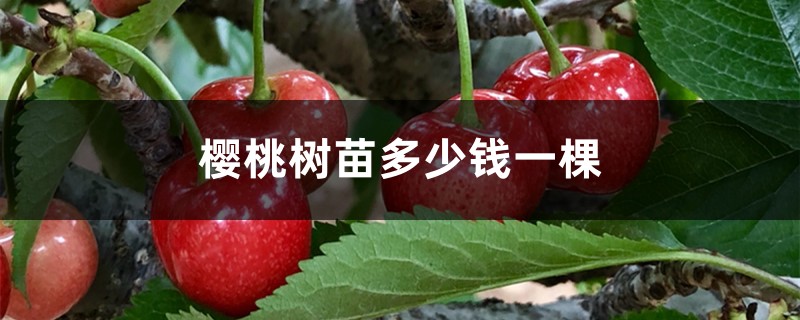 樱桃树苗多少钱一棵 樱桃树苗多少钱一棵