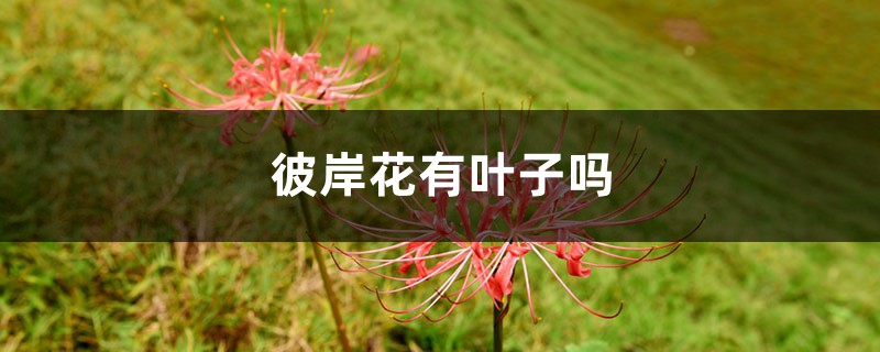 彼岸花有叶子吗 彼岸花有叶子吗