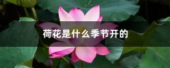 荷花是什么季节开的
