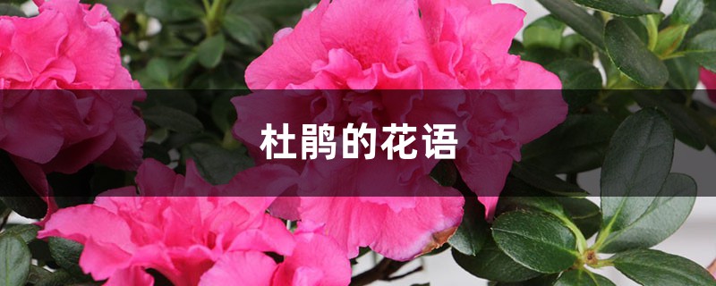 杜鹃的花语和寓意 杜鹃的花语和寓意
