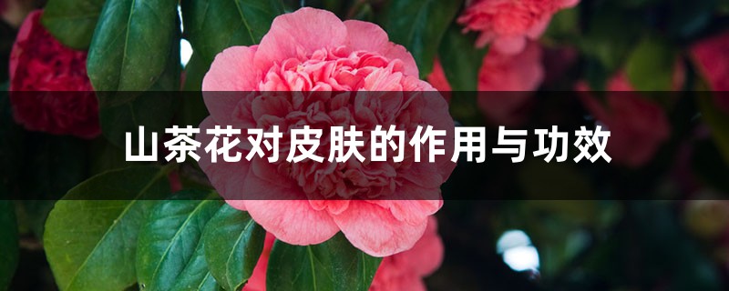 山茶花对皮肤的作用与功效 山茶花对皮肤的作用与功效