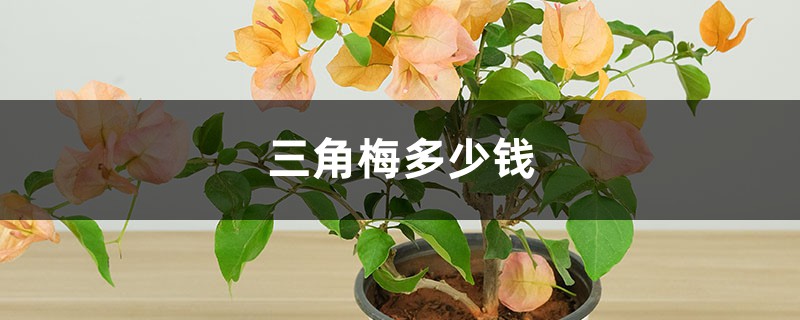 三角梅多少钱 三角梅多少钱