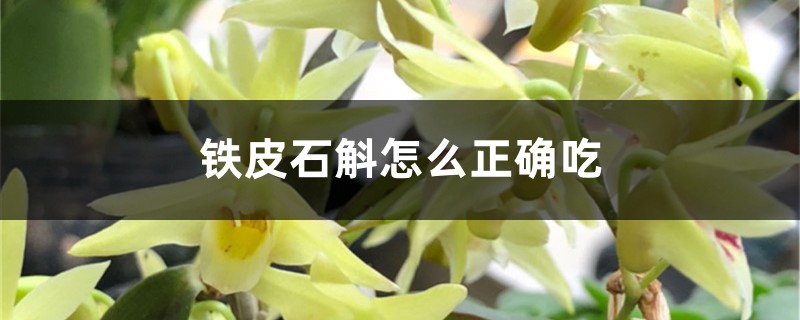 铁皮石斛怎么正确吃 铁皮石斛怎么正确吃