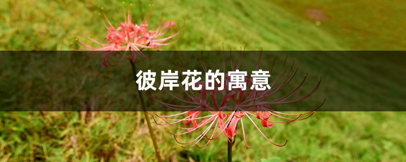 彼岸花的寓意 彼岸花的寓意