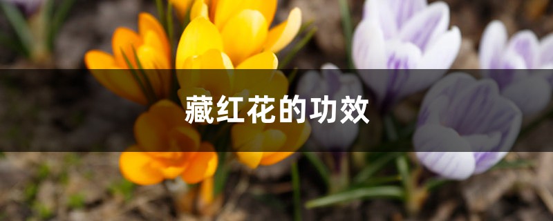 藏红花的功效 藏红花的功效