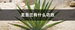 龙舌兰有什么功效