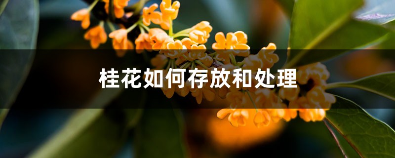 桂花如何存放和处理 桂花如何存放和处理
