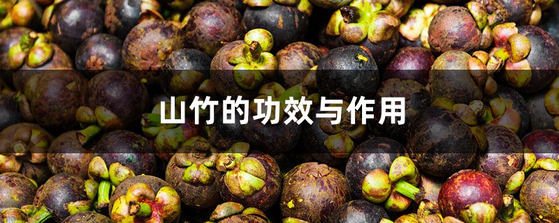 山竹的功效与作用 山竹的功效与作用