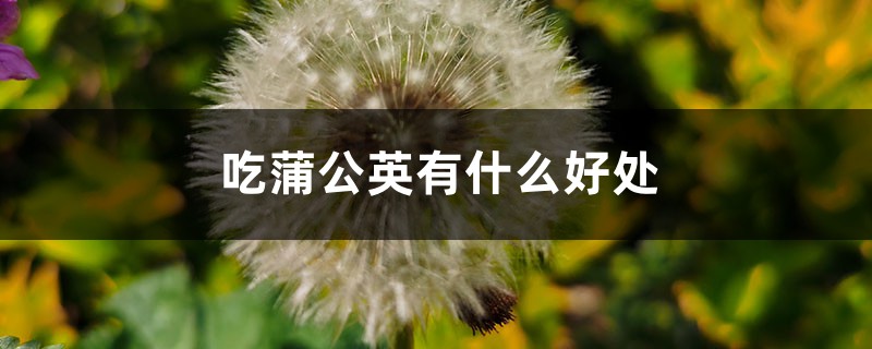 吃蒲公英有什么好处 吃蒲公英有什么好处