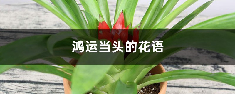鸿运当头的花语和寓意 鸿运当头的花语和寓意