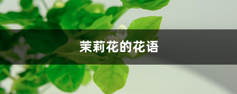 茉莉花的花语 茉莉花的花语