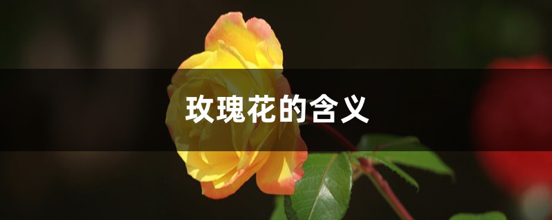 玫瑰花的含义是什么 玫瑰花的含义是什么