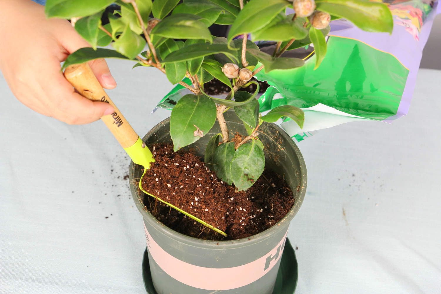 山茶花花语及代表意义 山茶花花语及代表意义