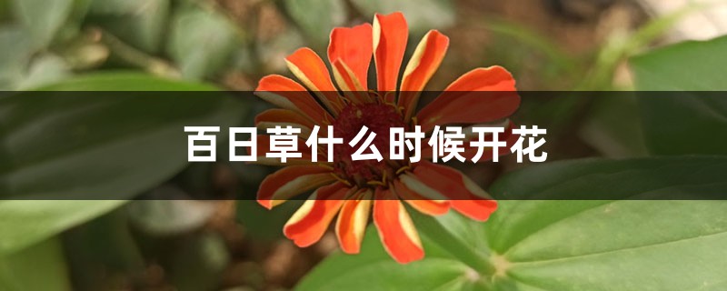 百日草什么时候开花 百日草什么时候开花