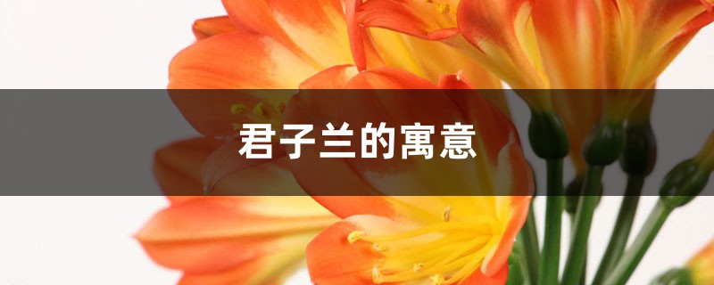 君子兰的寓意 君子兰的寓意