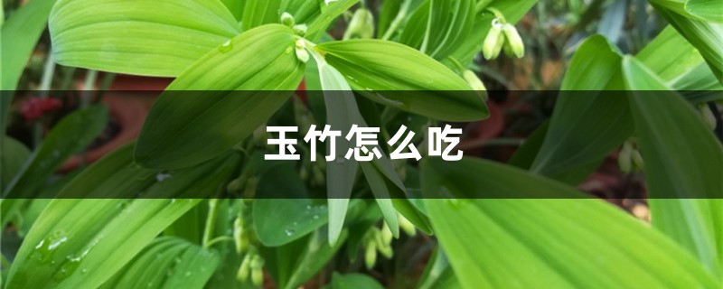 玉竹怎么吃 玉竹怎么吃
