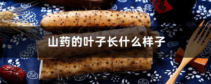 山药的叶子长什么样子 山药的叶子长什么样子