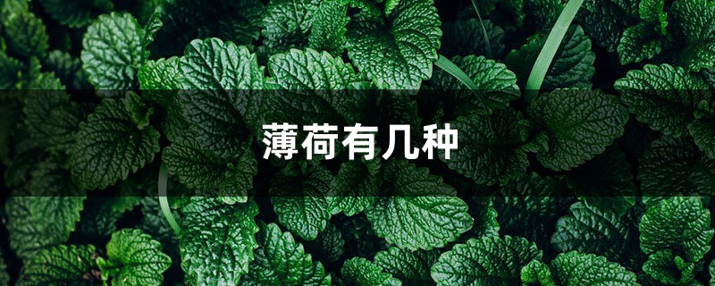 薄荷有几种 薄荷有几种