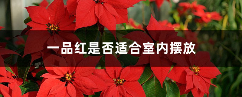 一品红是否适合室内摆放 一品红是否适合室内摆放