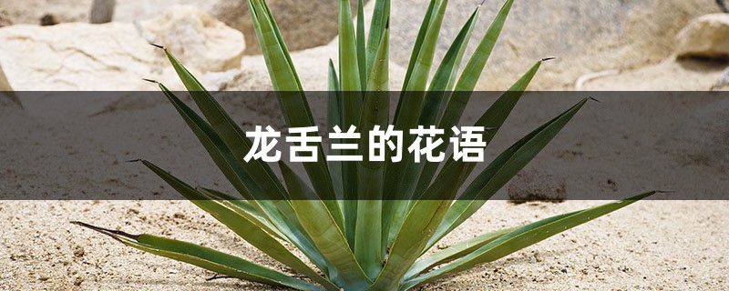 龙舌兰的花语和寓意 龙舌兰的花语和寓意