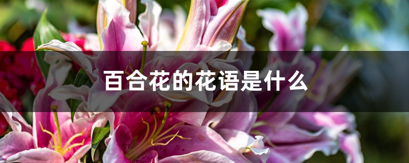百合花的花语是什么 百合花的花语是什么