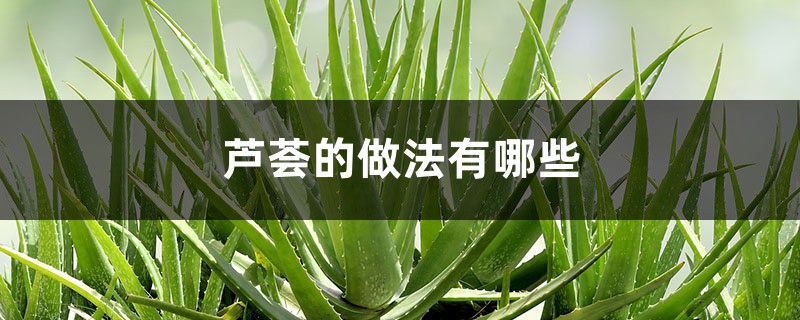 芦荟的做法有哪些 芦荟的做法有哪些
