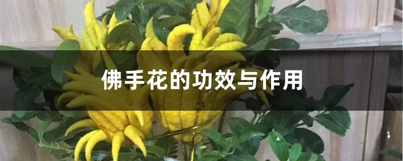 佛手花的功效与作用 佛手花的功效与作用