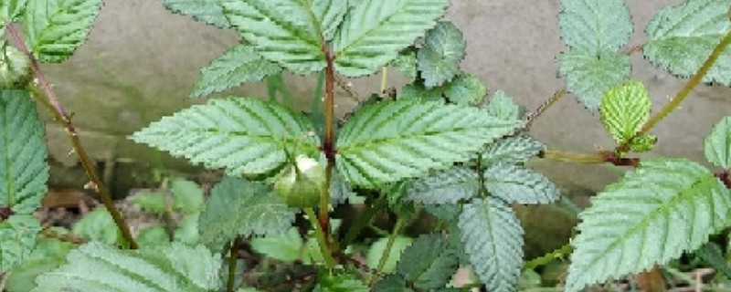 茶靡的花语和寓意 茶靡的花语和寓意