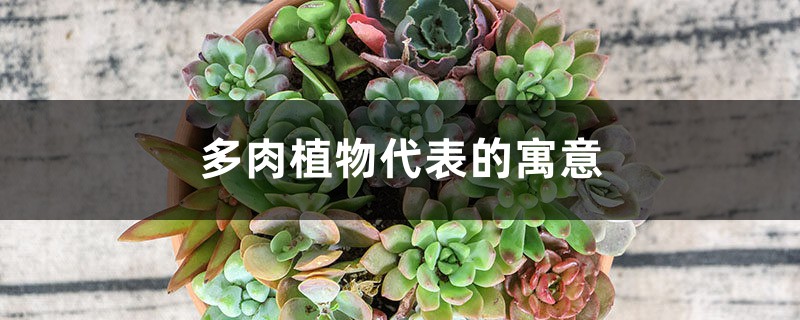 多肉植物代表的寓意 多肉植物代表的寓意