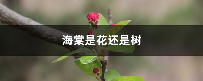 海棠是花还是树 海棠是花还是树