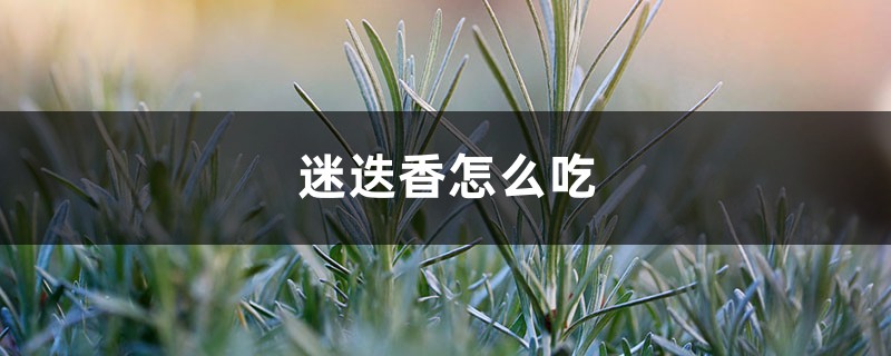 迷迭香怎么吃 迷迭香怎么吃