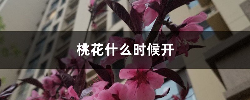 桃花什么时候开 桃花什么时候开