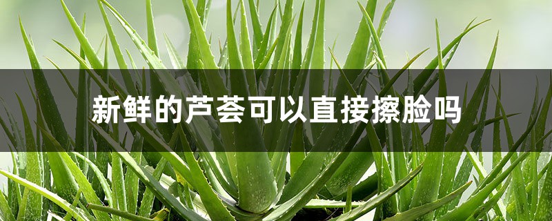 新鲜的芦荟可以直接擦脸吗 新鲜的芦荟可以直接擦脸吗