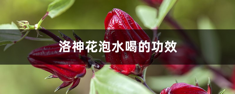洛神花泡水喝的功效 洛神花泡水喝的功效
