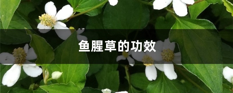 鱼腥草的功效 鱼腥草的功效